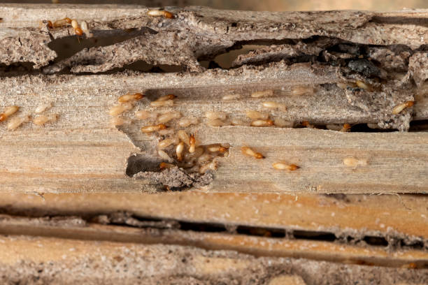 Best Ant Control Services  in Calhoun, GA